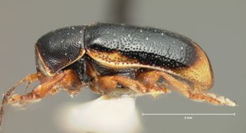 Media type: image; Entomology 9286   Aspect: habitus lateral view